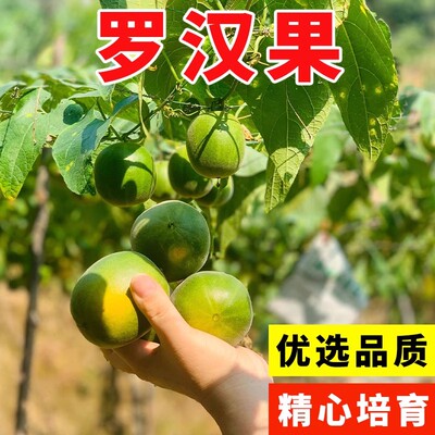 罗汉果种子罗汉果树苗庭院阳台种苗盆栽罗汉果苗当年挂果大田种植