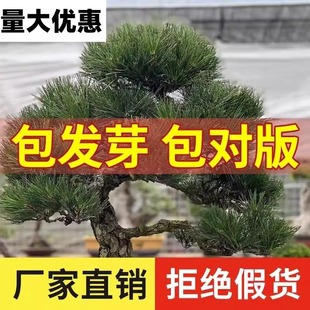 新采 黑松种子 三河 千寿丸日本黑松种子 东北山东黑松 树种子