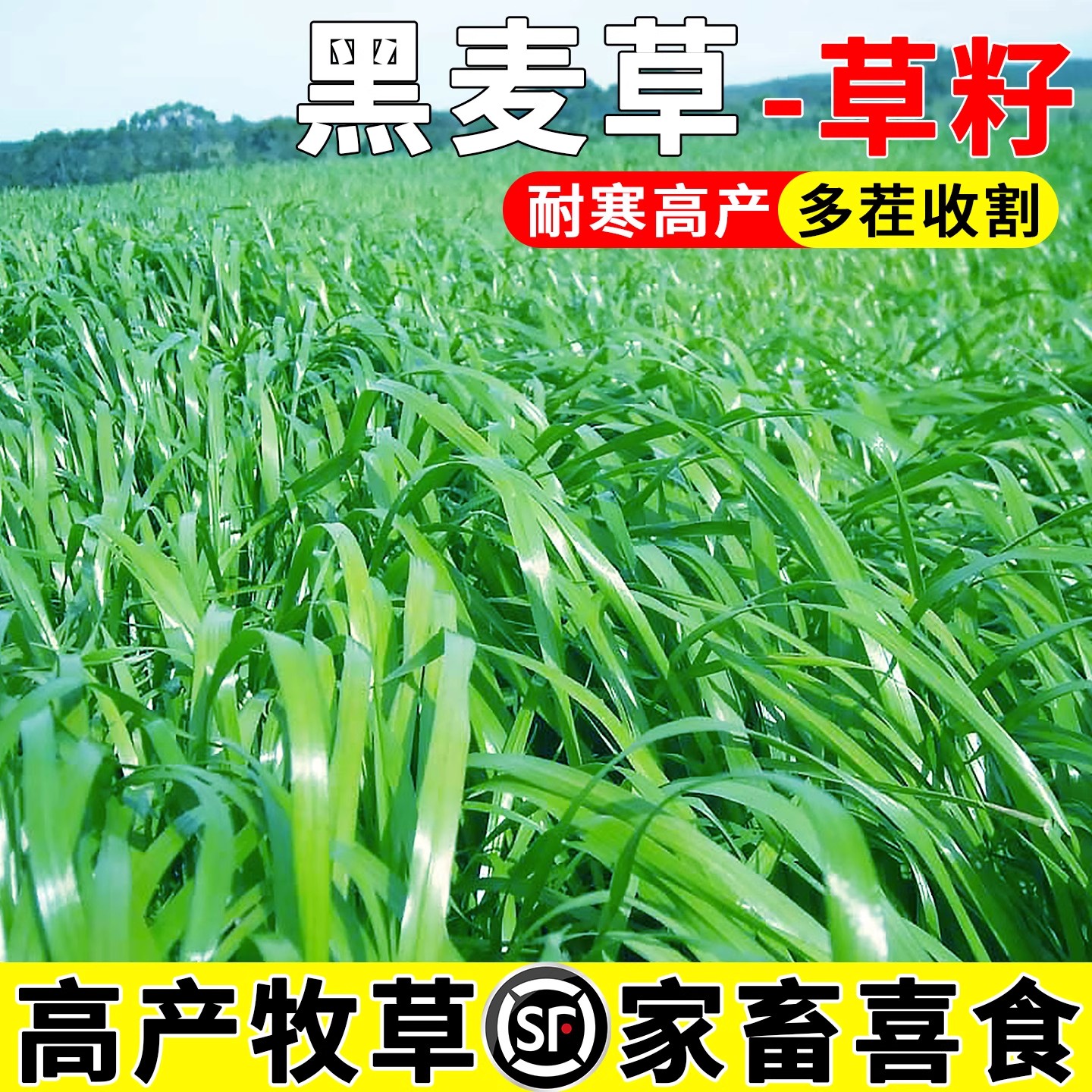 黑麦草草籽高产四季多年生耐寒牧草种子畜牧养殖草种喂鸡牛羊鱼草