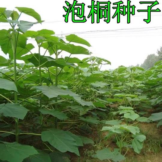 亚安谷种子空桐木紫花树毛图片