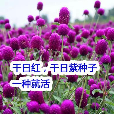 花种子千日红百火球庭院景观绿