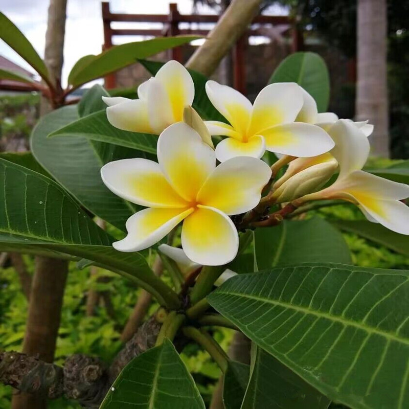 鸡蛋花种子又名缅栀和鸭脚