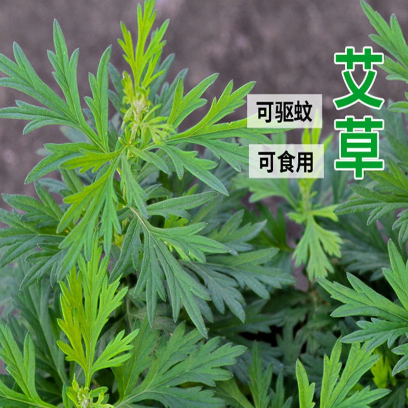 香艾草种子食用蒿青庭院