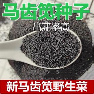 食用马齿苋种子种籽马芷苋籽种盆栽马苋菜蔬菜孑苋菜秋季青菜菜籽