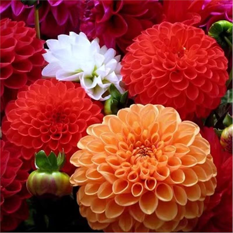 大丽花种子 庭院阳台盆栽四季播种重瓣地瓜花大丽菊易种花卉种子