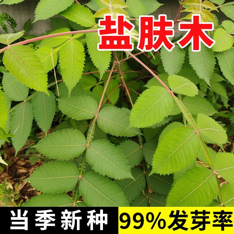 盐肤木种子 蜜源树种子别名五倍子种子 花木林木苗木种子