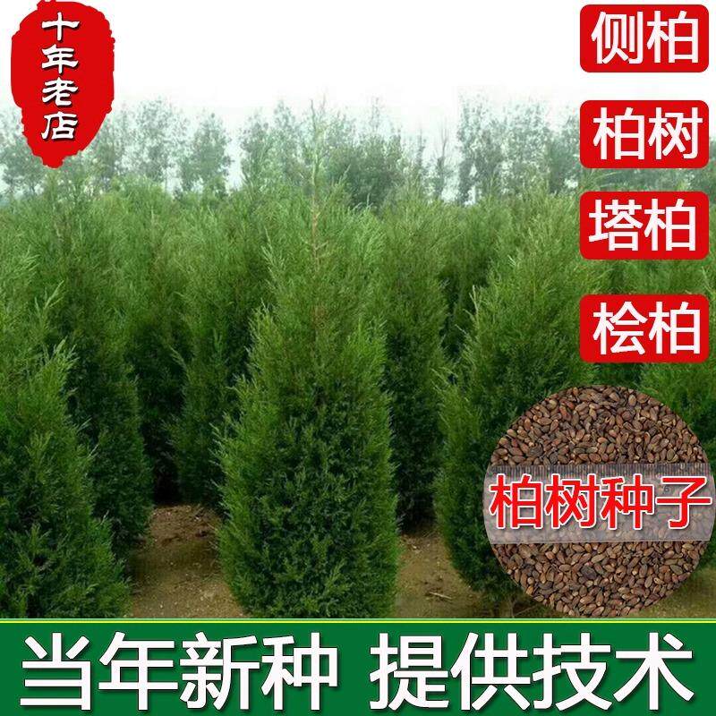 柏树种子塔柏松柏种子桧柏洒金柏侧柏松树圆柏种籽龙柏树苗子易活