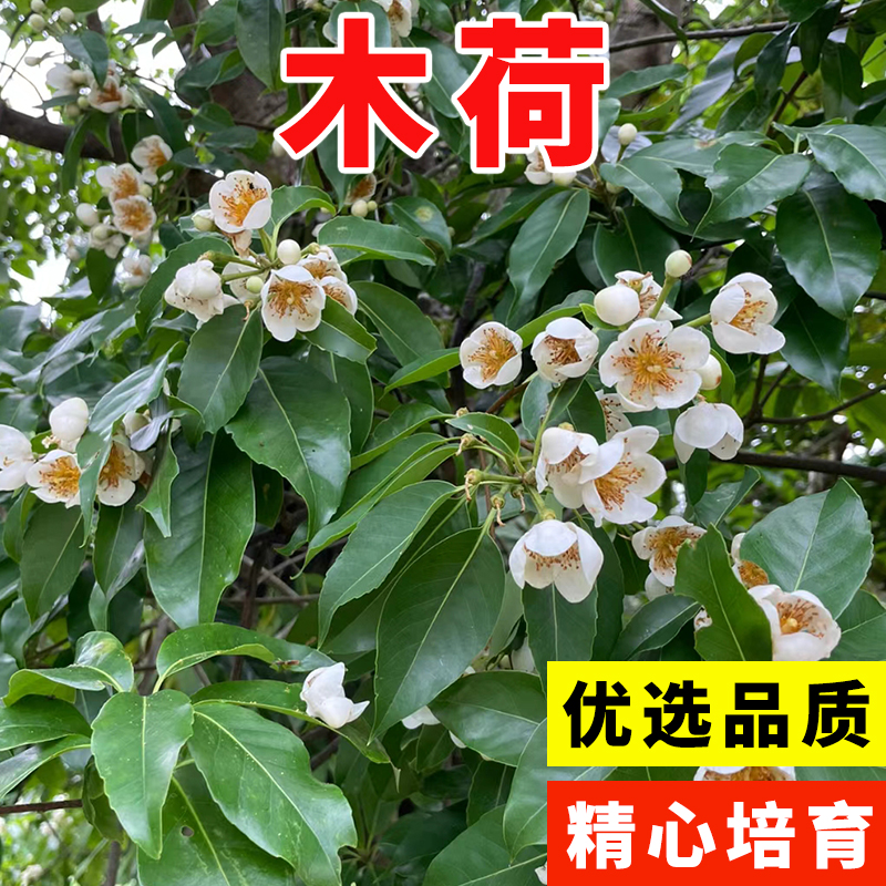 木荷种子林木种子木荷树种 荷木荷树种子园林绿化行道树种子