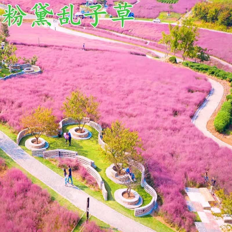 粉黛乱子草花种子多年生宿根花籽