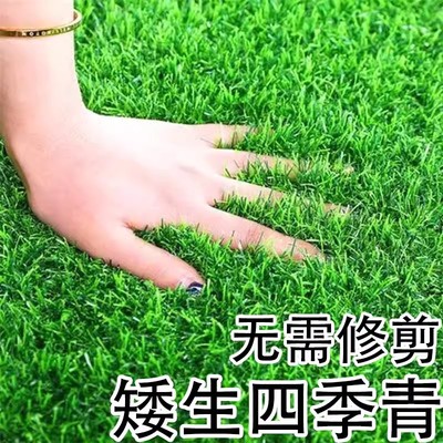 草坪种子常青籽矮生进口