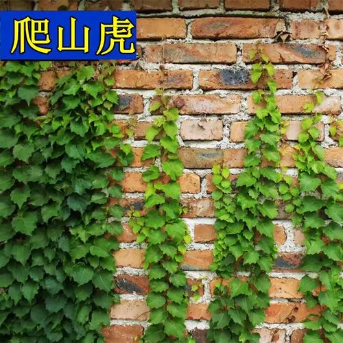 爬山虎种子五叶地棉墙藤植