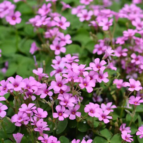 酢浆草种球红花炸浆草四季种