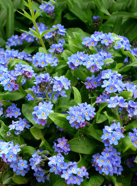 蓝色勿忘我种子四季花种子种易活花籽耐寒勿忘草种子庭院室外花种