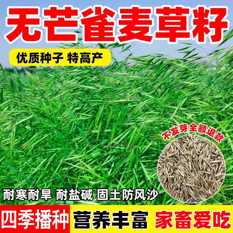 无芒雀麦草籽披碱草碱茅草紫羊茅红豆草芨芨草老芒麦耐寒绿化种子