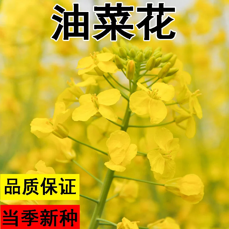 黄色油菜籽种子油菜花种子食用榨油绿肥观赏花海绿化花海蜜源包邮
