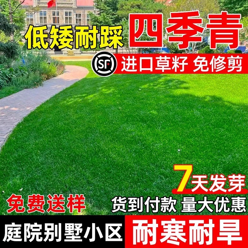 进口矮生草坪籽护坡固土狗牙根