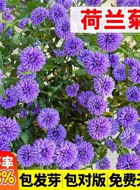 荷兰菊种子进口紫菀花籽四季播种多年生耐寒庭院景观花海绿化种籽