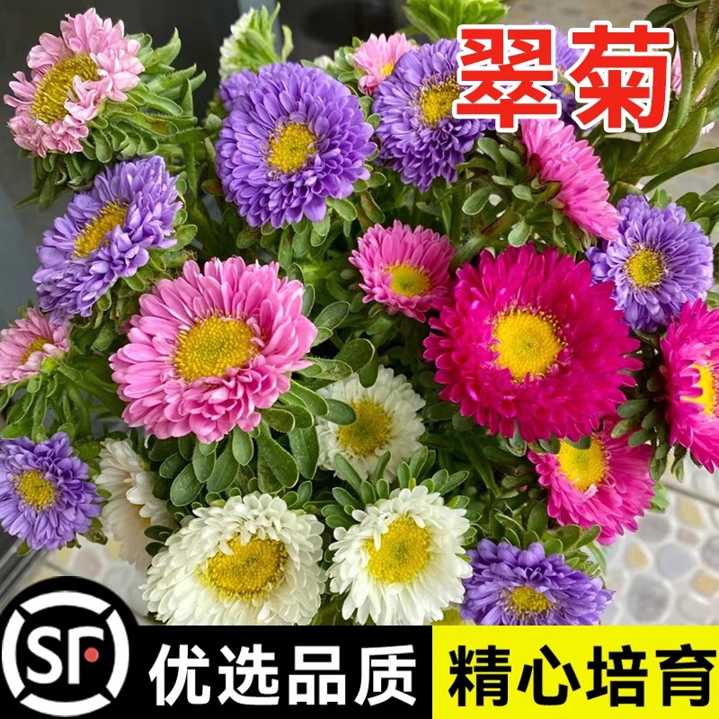 矮翠菊种子糖果菊花种混色花种籽子花种室外花卉