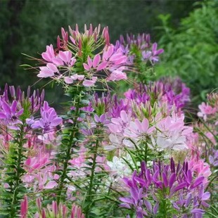 醉蝶花种子紫龙须凤蝶草蜘蛛花籽花坛室外阳台盆栽春季播简单易活