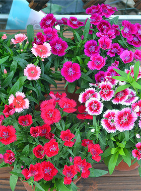 欧石竹花种籽子五彩石竹花籽常夏石竹少女石竹多年生四季耐寒盆栽