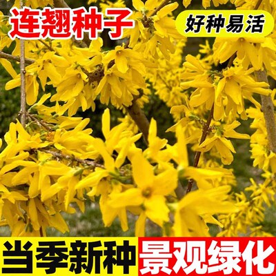 连翘林木树苗种籽多年生景观绿化