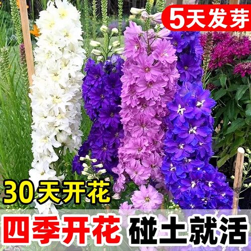 亚安谷飞燕草花种重瓣草花