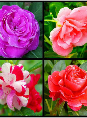 【凤仙花种子】重瓣大花指甲花四季种易活茶花卉种子盆子花草种籽