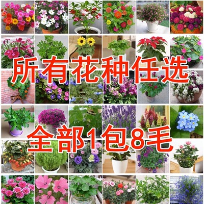 花卉种子多任选籽家庭小量