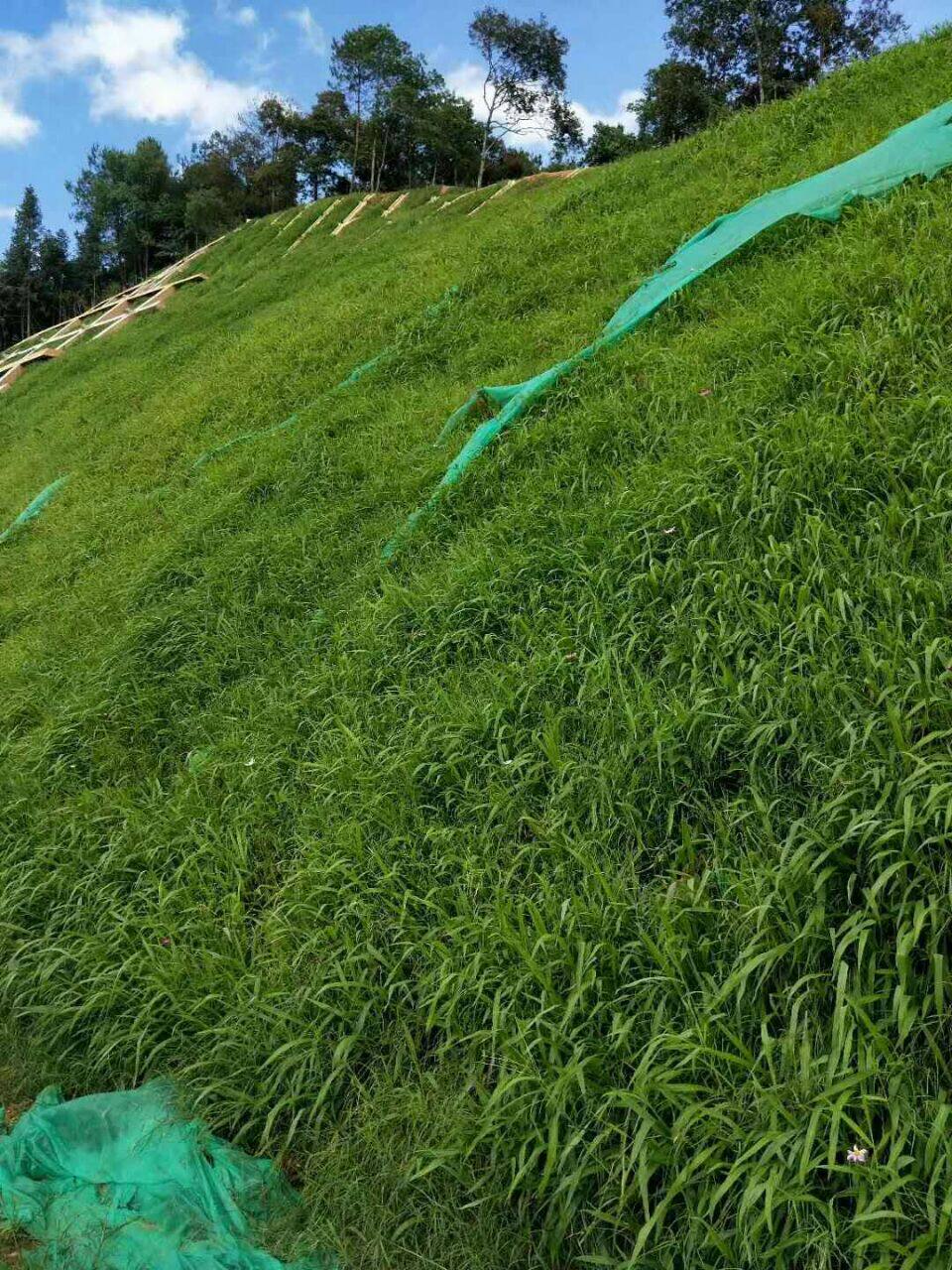 宽叶雀裨籽雀裨裨草种子荒山牧草护坡复绿种子耐盐碱雀叶稗种子