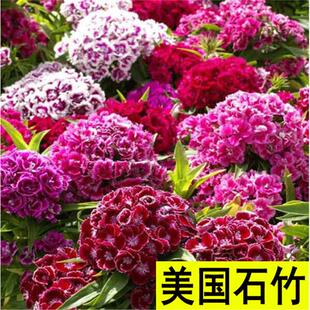 五彩石竹种子四季种易活混色须苞石竹十样锦常夏石竹美国石竹花种