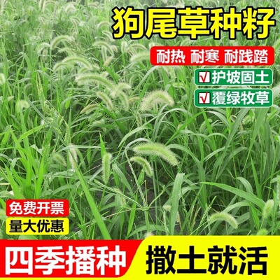 耐旱狗尾草籽四季常青护固