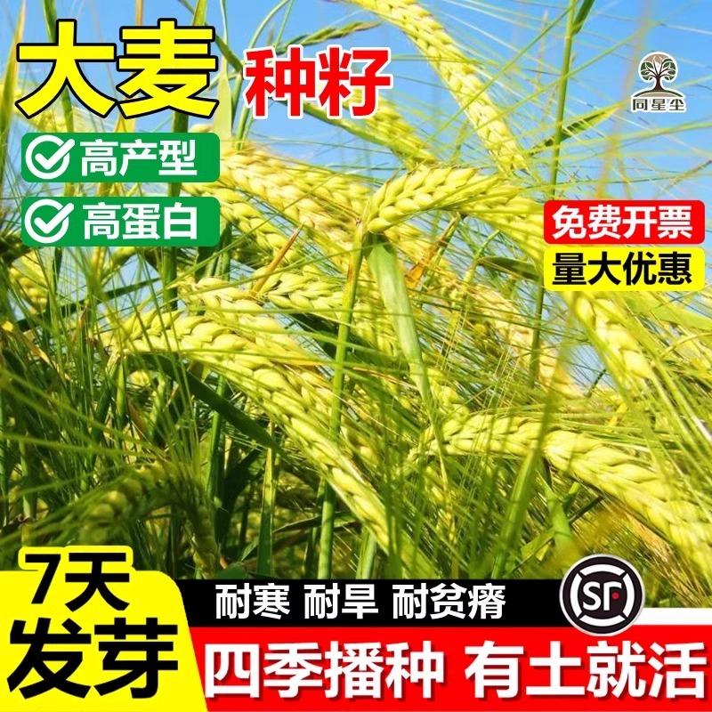 大麦种子高产型种籽绿肥农作物猫草若叶种子种植可榨汁猫型大麦种