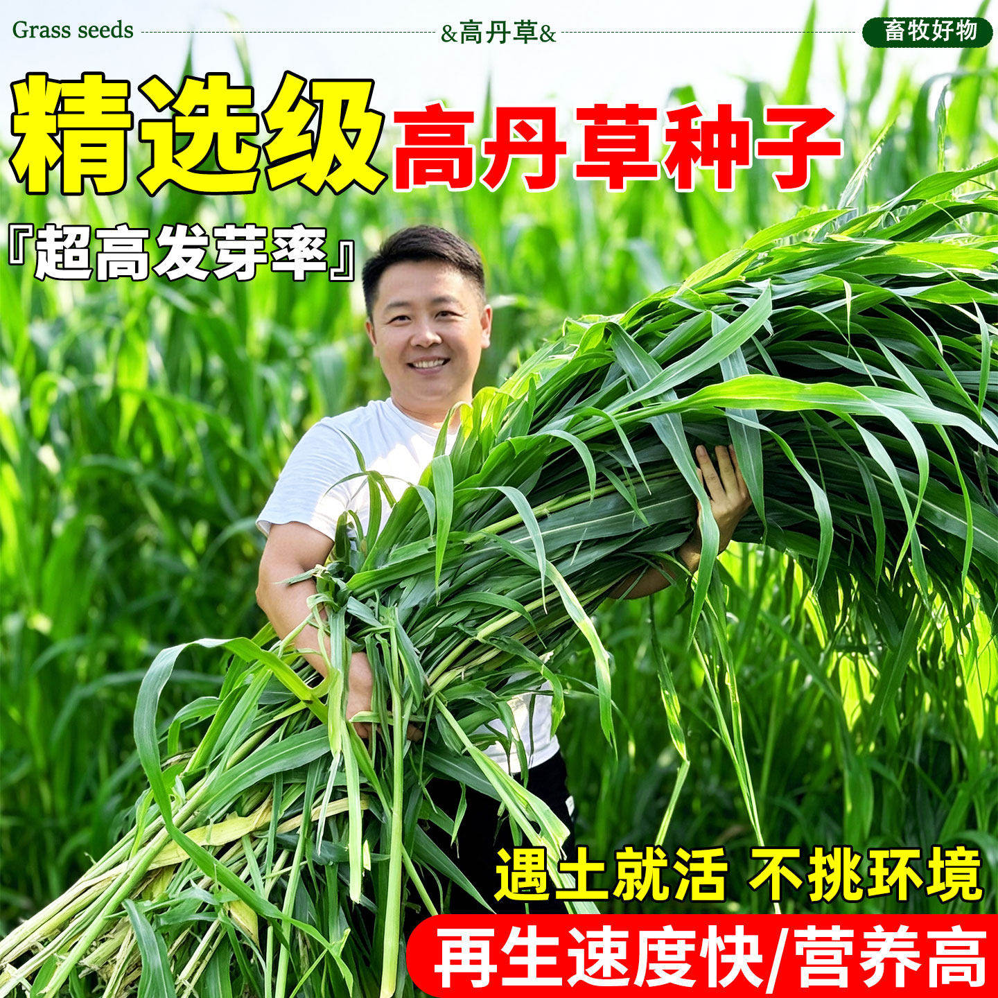 进口高丹王草种子养牛羊猪兔鱼专用四季耐旱多年生甜高粱牧草种籽,鲜花速递/花卉仿真/绿植园艺,家庭园艺种子,淘宝优惠券,粉丝福利购,淘宝优惠卷