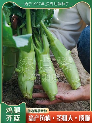 甜脆鸡腿芥蓝种子粗条籽兰