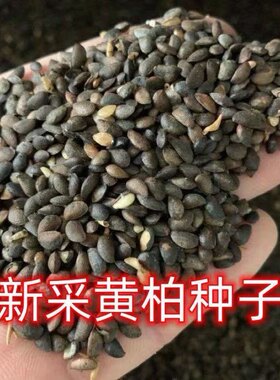 【当年新种】正宗药材厚黄