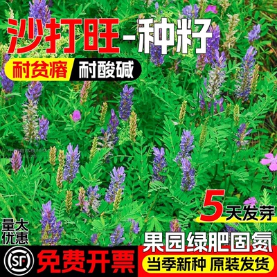 沙打旺种籽耐盐碱牧草种子