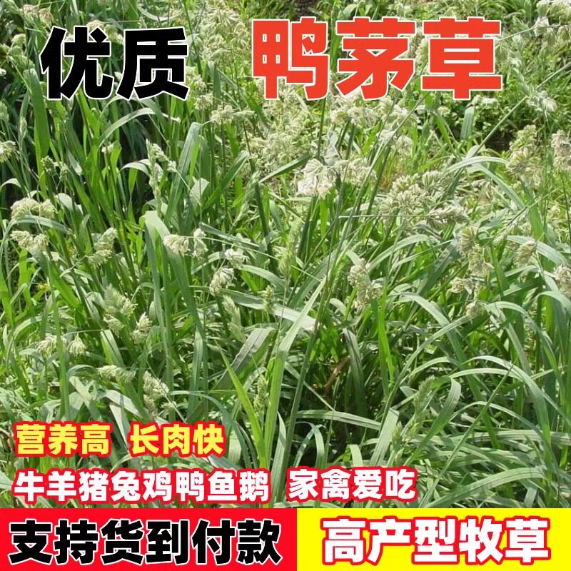 鸭茅草种子春秋播种耐寒过冬多年生耐阴耐践踏牛羊放牧牧草种籽