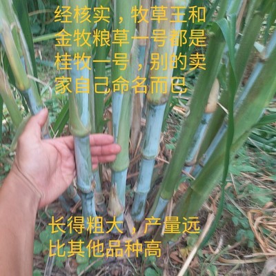 金牧粮草中华良桂一号甜象