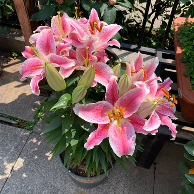 香水百合种球带芽四季开花盆栽好养特大球根鲜切花百合花种子图片