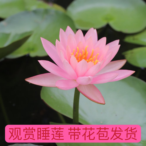 科罗拉多睡莲水培植物带花苞