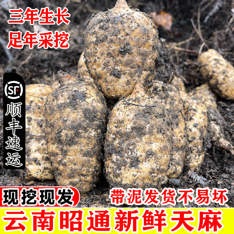 新鲜天麻正宗云南昭通小草坝乌天麻新鲜仿野特级湿麻现挖现发包邮