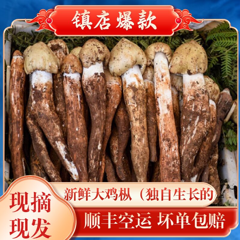 四川大凉山野生鸡枞菌