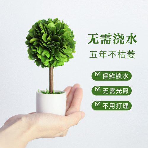 办公室桌面绿植摆件情绪稳定神器工位解压小盆栽室内客厅旺宅植物 - 封面