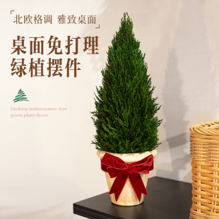 饰品桌面迷你摆件高级感送朋友礼物 圣诞树真树小型家用客厅节日装