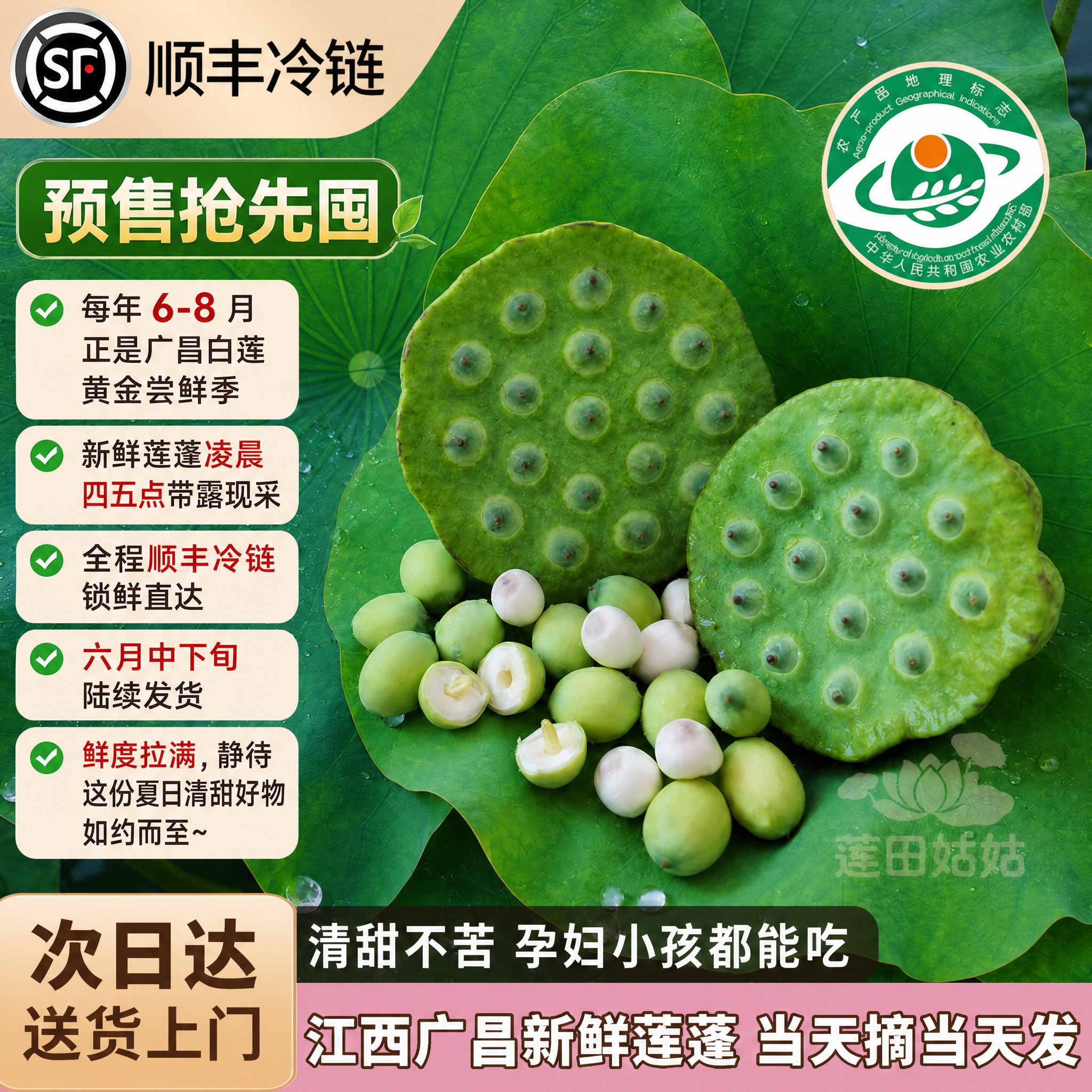 顺丰包邮江西广昌新鲜莲蓬当季现摘源头鲜莲嫩莲子孕妇宝宝可食