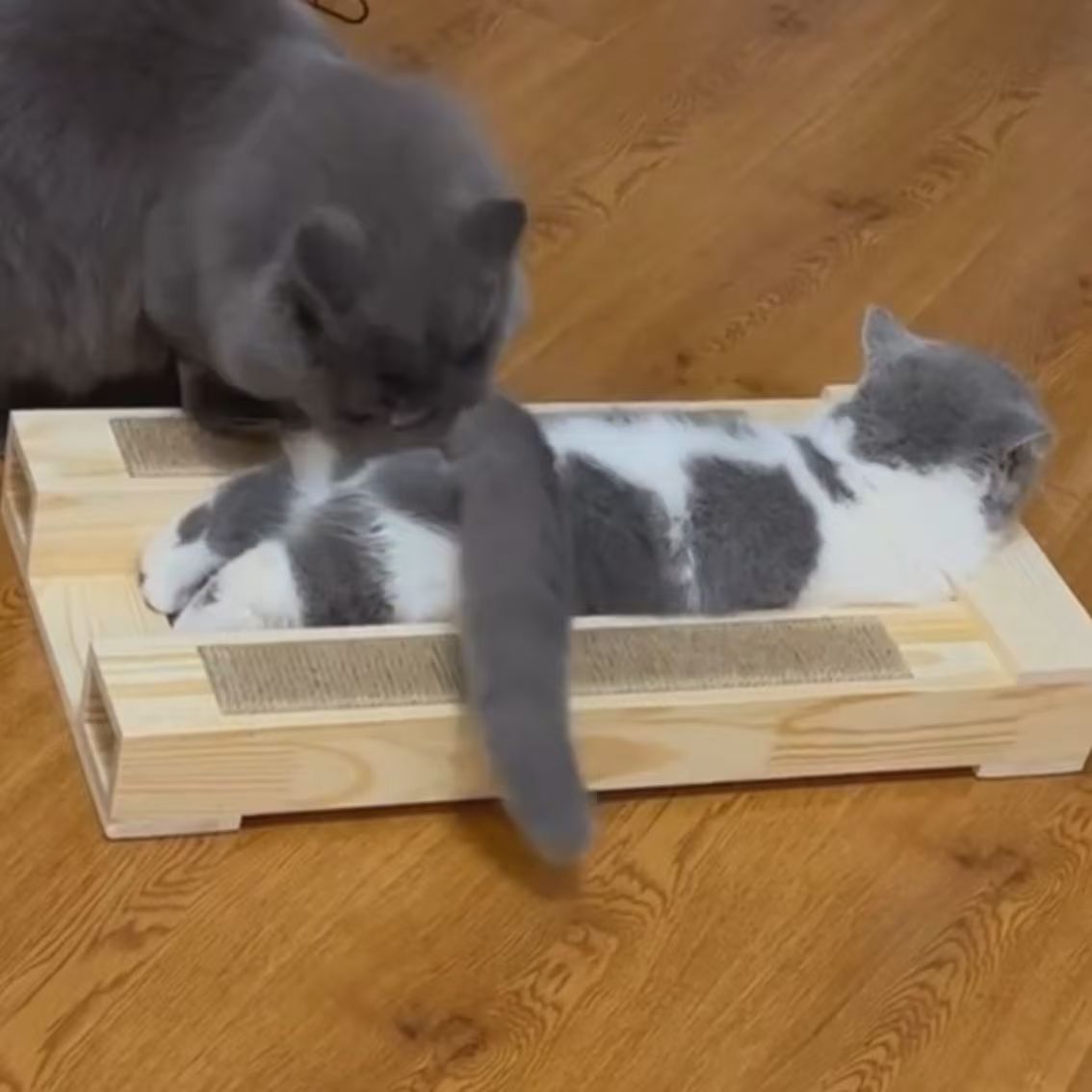 实木配种架猫咪借配增高辅助工具