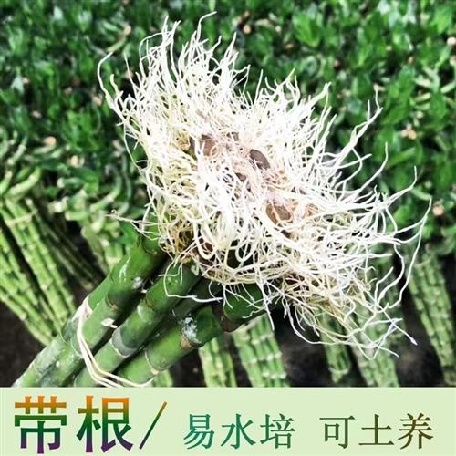 富贵竹水培绿植水养带根节节高土培水竹客厅招财转运盆栽净化花卉