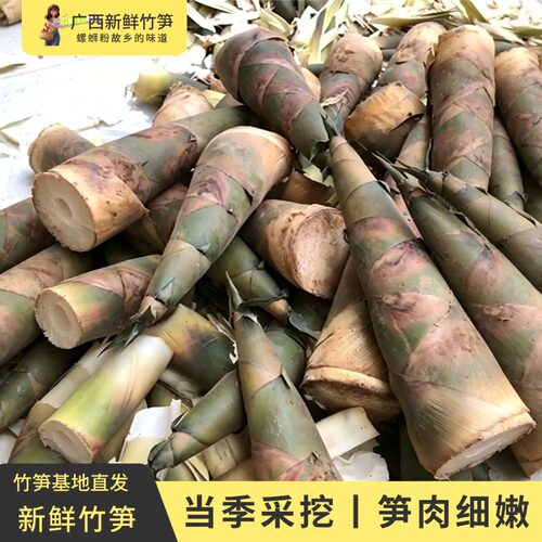 广西柳州新鲜大头笋麻竹笋