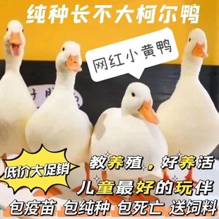 宠物鸭柯尔鸭活物网红鸭子活苗小黄鸭可达鸭科尔鸭幼仔学生好养活