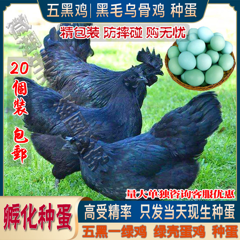 可孵化受精卵蛋纯种鸡五黑鸡蛋受精蛋五黑一绿鸡种蛋孵化黑凤乌鸡